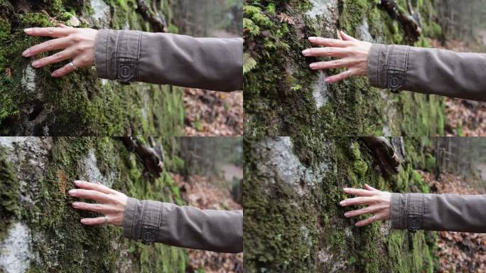 一只女性手触摸岩石上的地衣的慢镜头视频