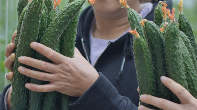 大棚黄瓜唯美特写