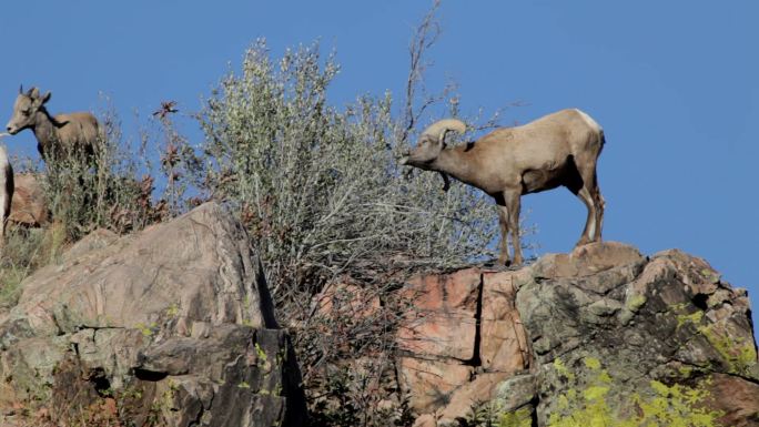 科罗拉多州山顶野生大角羊高清视频