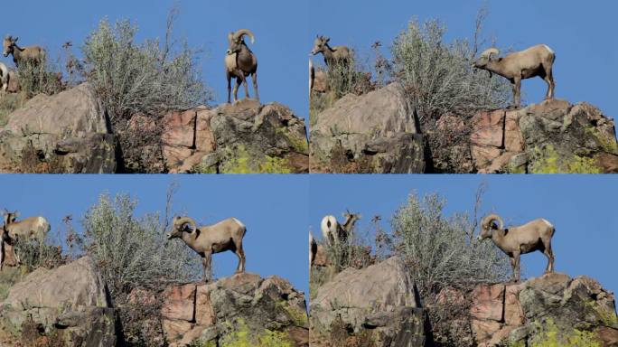 科罗拉多州山顶野生大角羊高清视频