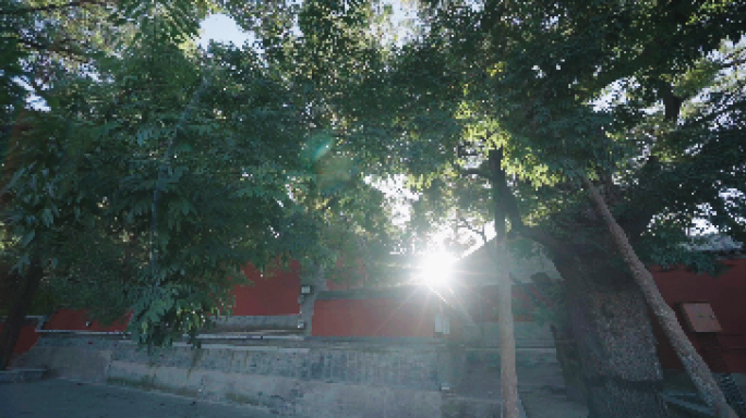 中国唯美历史 千年古树 参天大树 银杏树