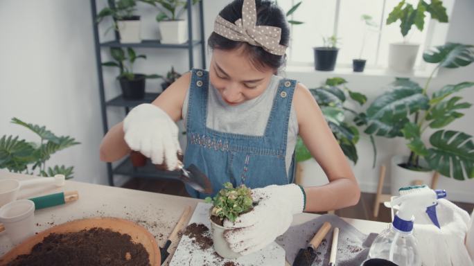 一位年轻的亚洲妇女早上在家里把植物移植到新的花盆里。