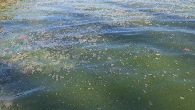水污染富营养化蓝藻泛滥