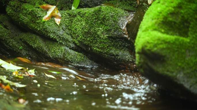 瀑布流过地衣。青苔石藓潮湿环境