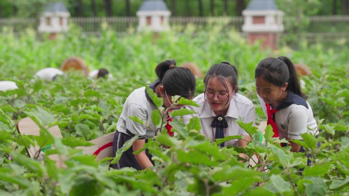 学农教育