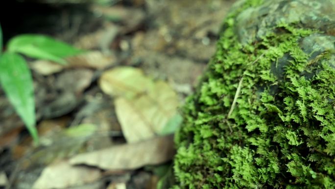 自然界中的绿色蕨类苔藓。