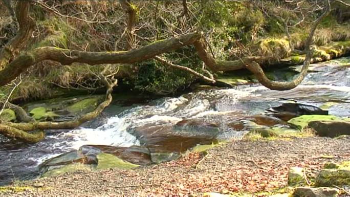 树枝和河流河水小溪山区