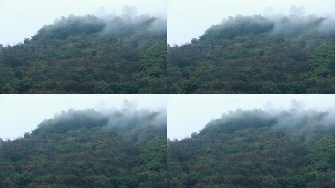 清晨山上流动的云雾森林