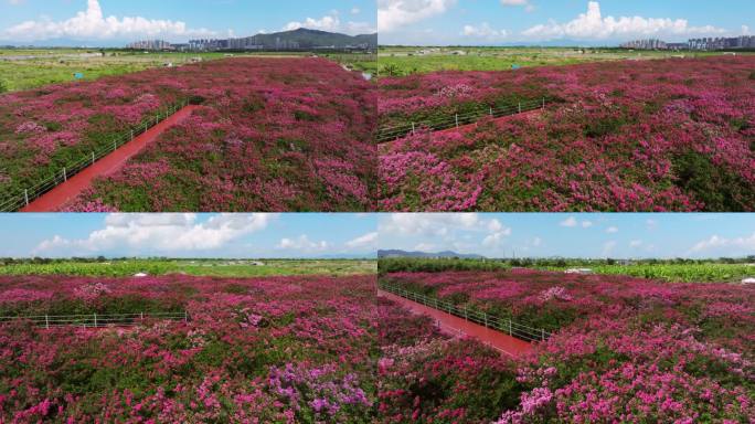 4k紫薇花花海唯美逆光航拍