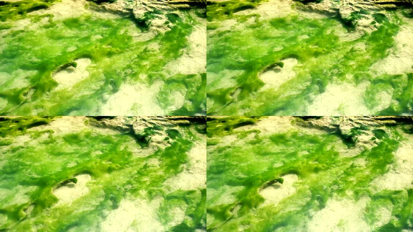漂浮在溪流中的藻类