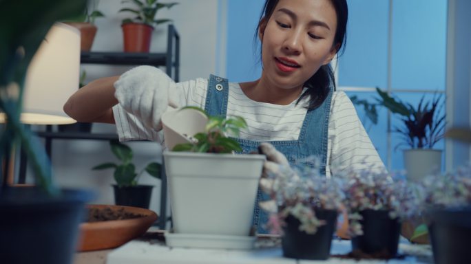 年轻的亚洲妇女在家里的夜晚把植物移植到新的花盆里。