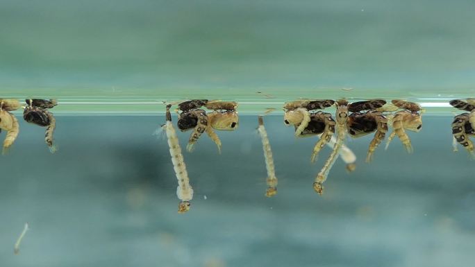 Pupa Aedes蚊子在水下。