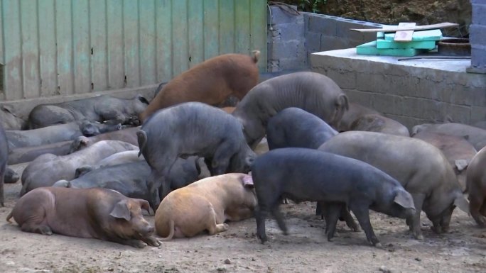 畜牧业养猪散养牲口黑猪