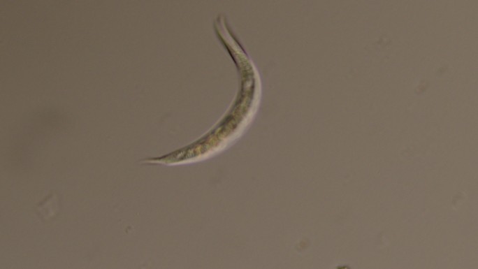 线虫-微生物水蛭浮游生物