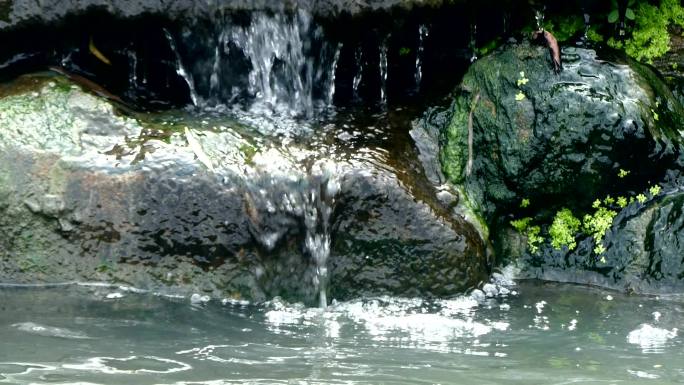 池塘中的人工瀑布高山流水潮湿岩石蕨类植物