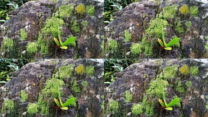 岩石上的地衣和蕨类植物