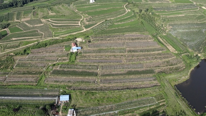 平原农村农田乡村振兴