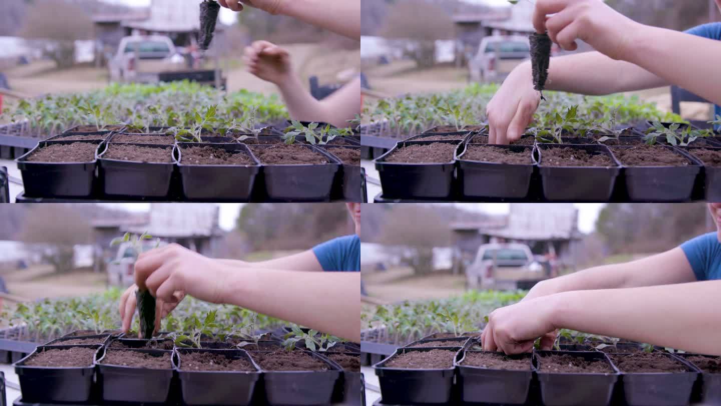 小盆番茄苗盆栽小盆番茄苗盆栽有机蔬菜培育