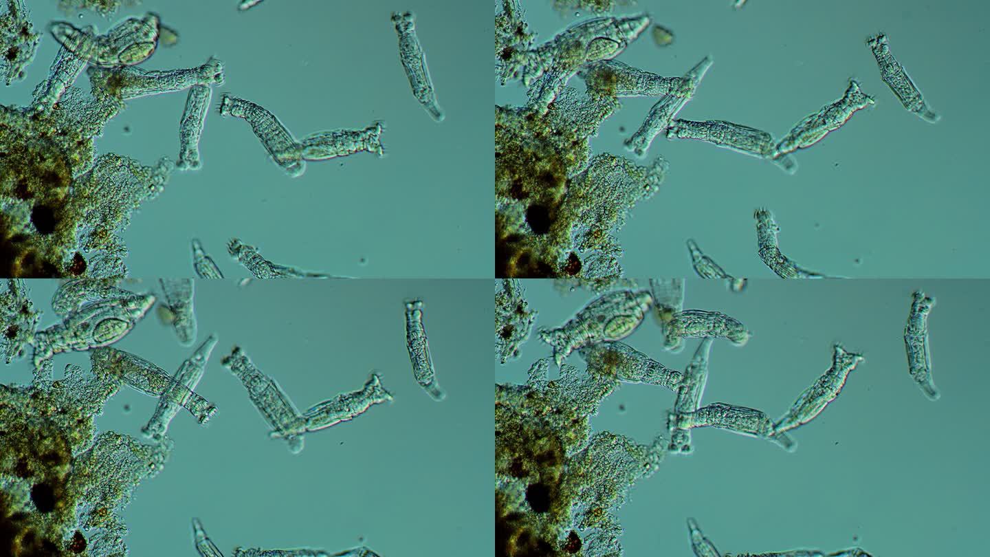 轮虫群落细菌放大消毒杀菌生物课
