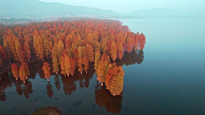 余姚四明湖水杉林日出美景