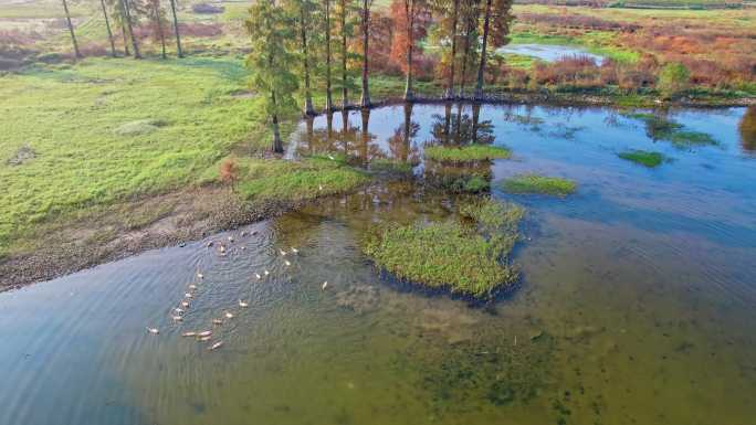 余姚四明湖水杉林日出美景