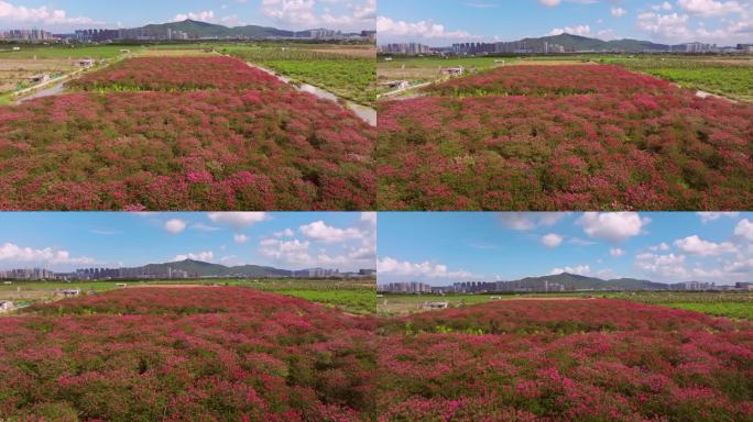 4k紫薇花花海唯美逆光航拍