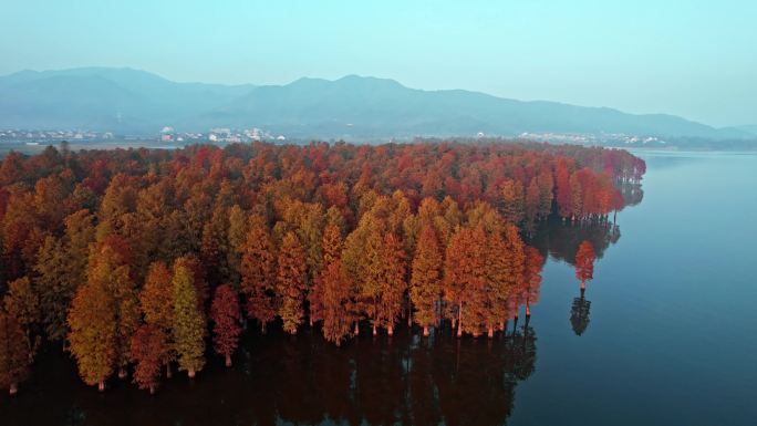 余姚四明湖水杉林日出美景