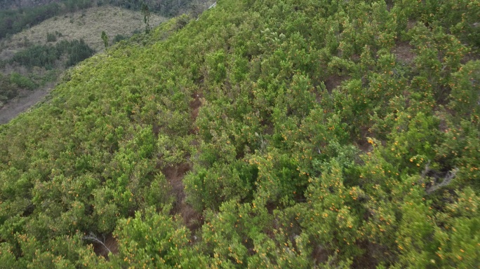 果园种植基地