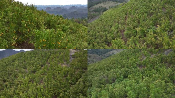 果园种植基地