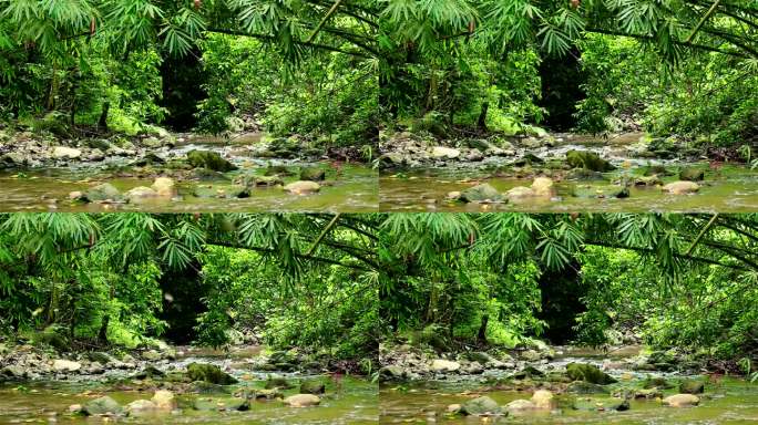 森林中的淡水瀑布流水小溪生态绿色环境青苔