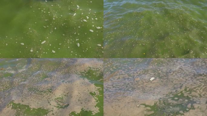 水污染富营养化蓝藻03