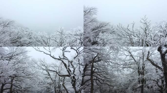 冬季南方高山上的雾凇