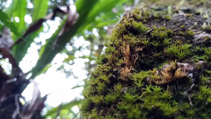 树上的地衣和苔藓热带雨林茂密苔藓蚂蚁