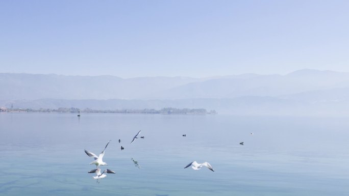 湿地鸟类邛海鸟类