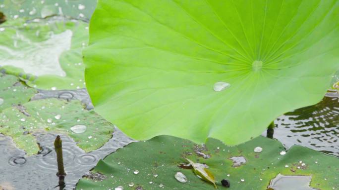 雨中荷花雨后荷花