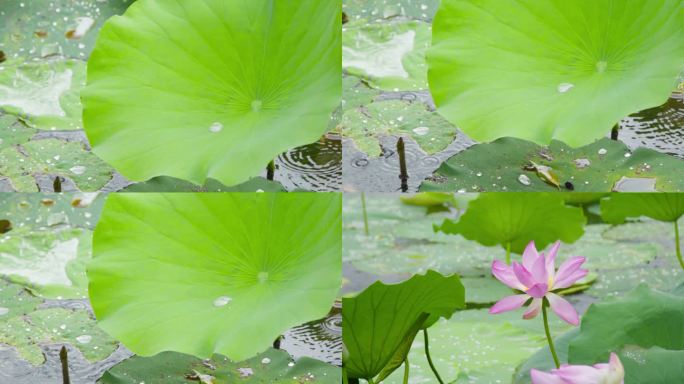 雨中荷花雨后荷花