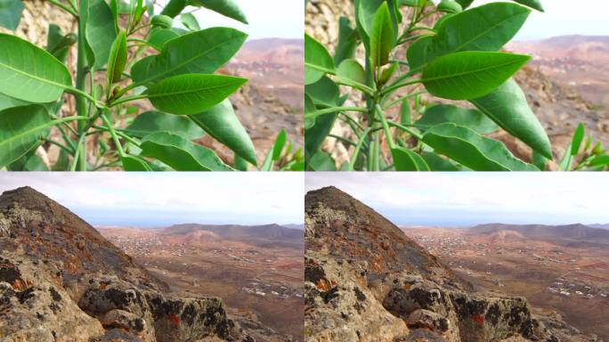 山坡上的Nicotiana Glauca-Fuerteventura