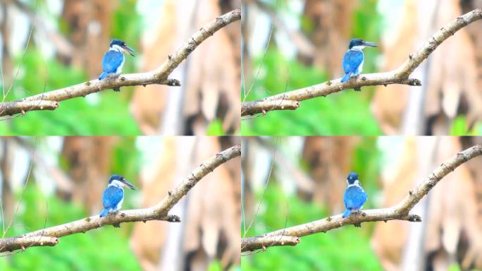 普通翠鸟蓝色翠鸟唯美珍稀鸟类树枝栖息