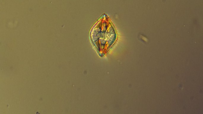 硅藻微生物显微镜硅藻微生物显微镜