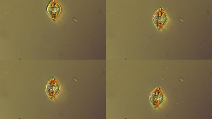 硅藻微生物显微镜硅藻微生物显微镜