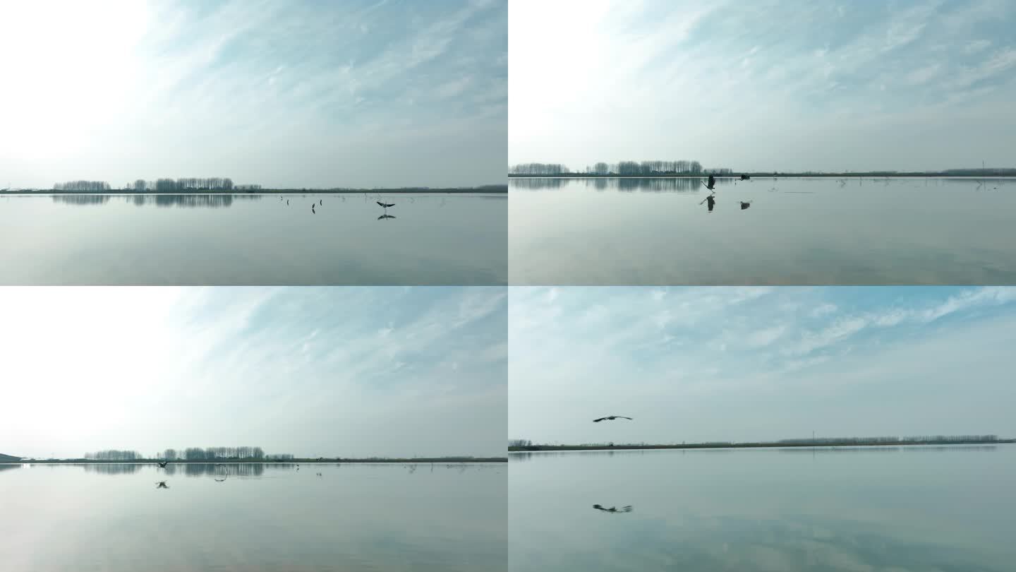 鸟 白鹭在湿地飞翔 4k