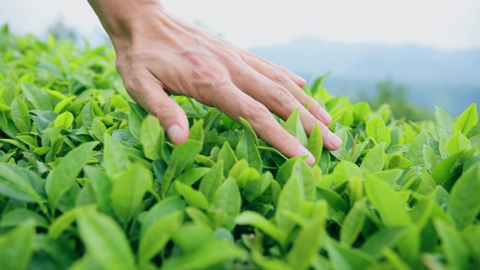 手触摸茶叶制茶炒茶道文化茶园泡茶采茶