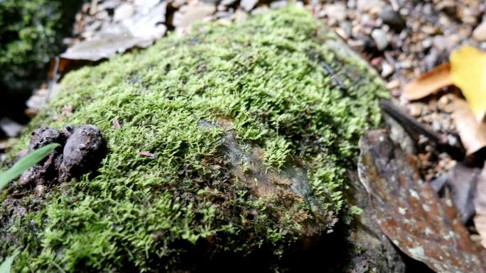 自然界中的绿色蕨类苔藓。