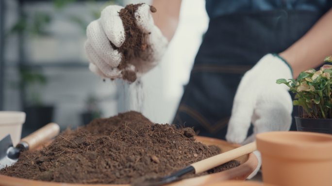 一位年轻的亚洲妇女早上在家里准备土壤，打理室内植物。