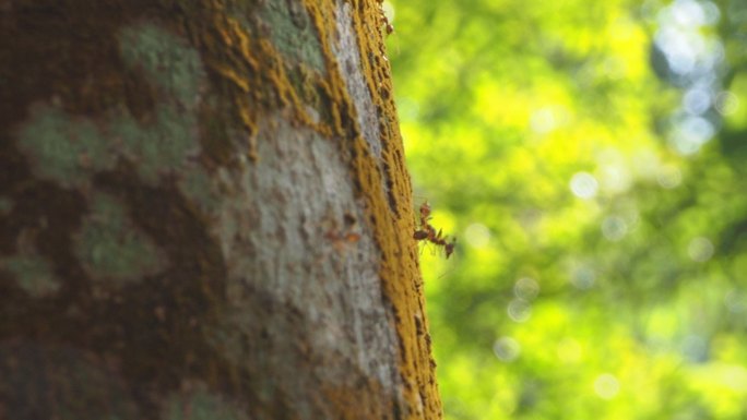 红蚁在长满地衣的树皮树上携带猎物和食物