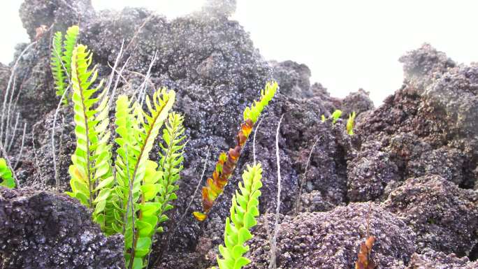 火山熔岩流和蕨类植物