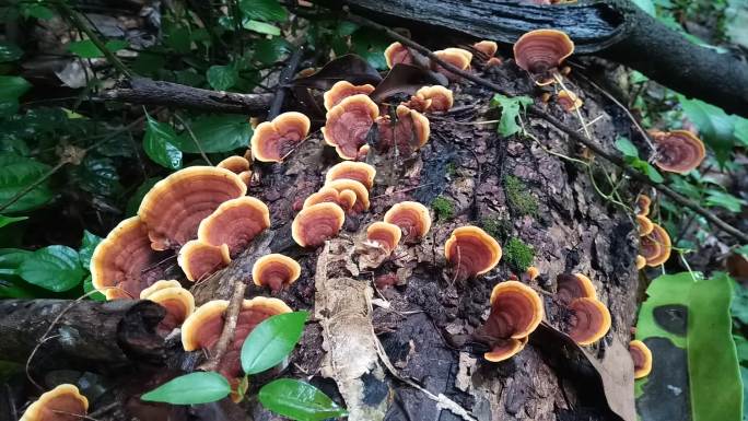 森林中老岩石上的蘑菇