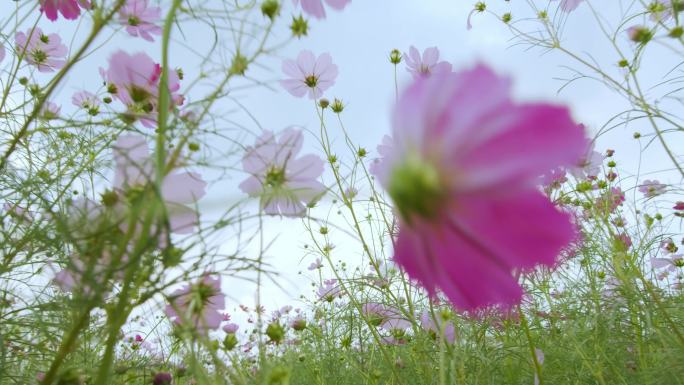 花田女孩 鲜花盛开的田野