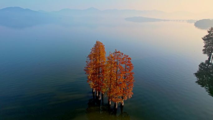 余姚四明湖水杉林日出美景