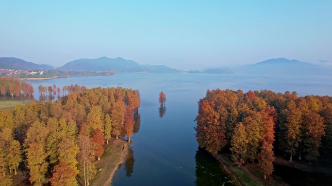 余姚四明湖水杉林日出美景